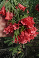 Lobostemon belliformis