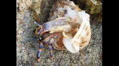 Clibanarius tricolor