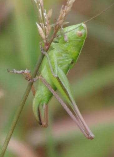 Bicolour Meadow Bush-cricket photo 5