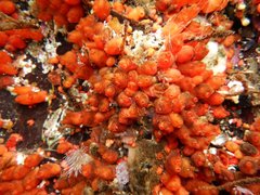 Metandrocarpa taylori