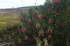 Lobostemon belliformis