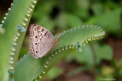 Junonia atlites