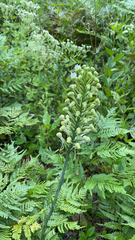 Platanthera blephariglottis blephariglottis