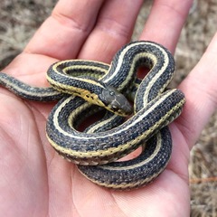 Thamnophis butleri