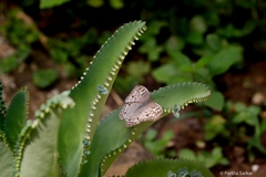 Junonia atlites