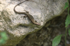 Algyroides moreoticus