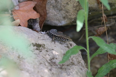 Algyroides moreoticus