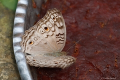 Junonia atlites