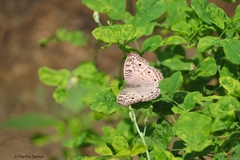 Junonia atlites