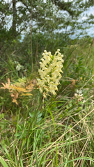 Platanthera × canbyi