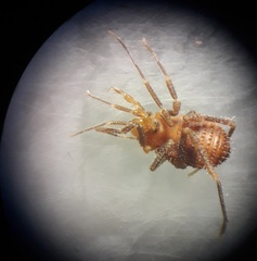 Escadabiidae