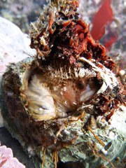 Decorated Warbonnet photo 3
