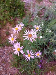 Eucephalus ledophyllus