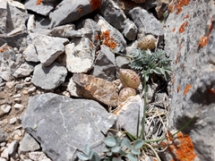 Astragalus platytropis