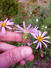 Eucephalus ledophyllus