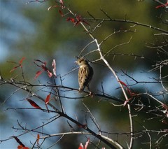 Spiza americana
