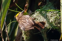 Ploceus philippinus