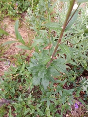 Eucephalus ledophyllus