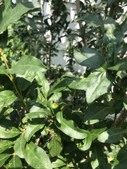 Ligustrum vulgare