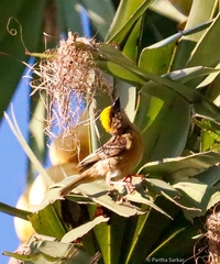Ploceus philippinus