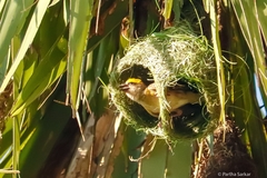 Ploceus philippinus