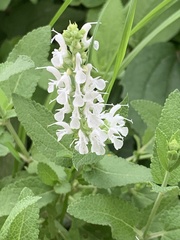 Lamiaceae