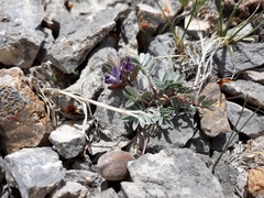 Astragalus platytropis