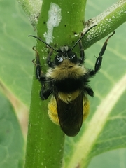Bombus borealis