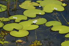 Nymphoides aquatica