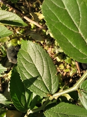 Celtis brasiliensis