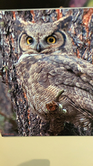 Bubo