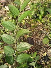 Celtis brasiliensis