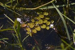 Salvinia minima