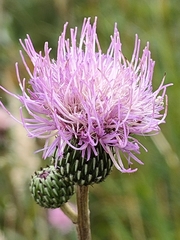 Cirsium monspessulanum
