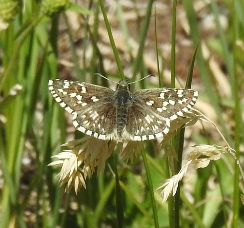 Northern Grizzled Skipper photo 5