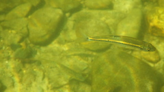 Squalius alburnoides