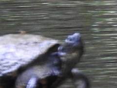 Kinosternon subrubrum