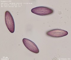 Ascobolus furfuraceus