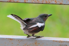 Copsychus saularis