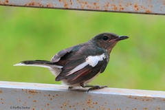 Copsychus saularis