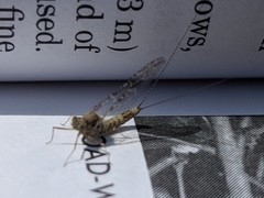 Callibaetis pictus