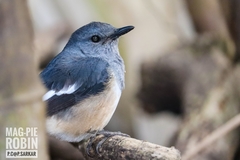 Copsychus saularis