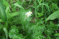 Anemonastrum biarmiense