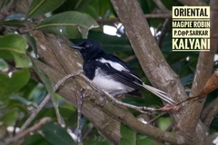 Copsychus saularis