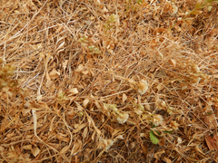 Sericocarpus rigidus