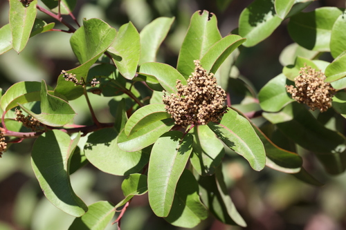 photo of Laurel Sumac (Malosma laurina)