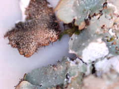 Punctelia perreticulata