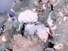 Punctelia perreticulata