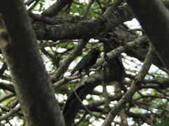 Chlorostilbon mellisugus