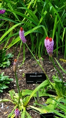 Primula vialii